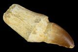Fossil Rooted Mosasaur (Prognathodon) Tooth - Morocco #116958-1